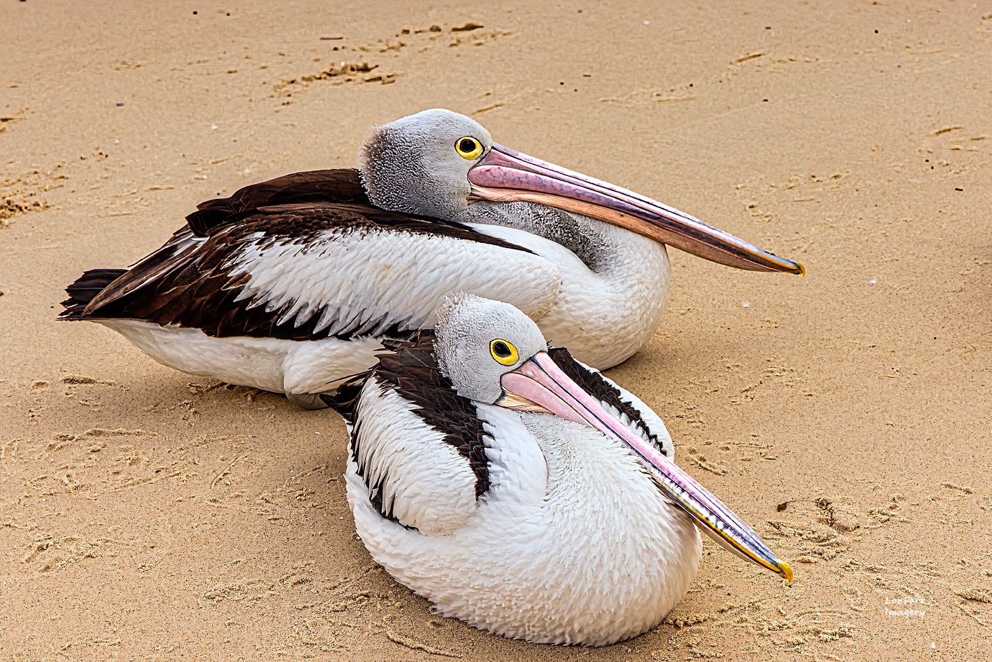 Little Beach Jetty, Australia