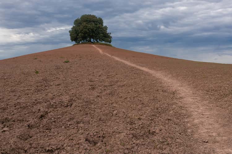 Lone Oak Tree - San Giovanni d'Asso, Italy