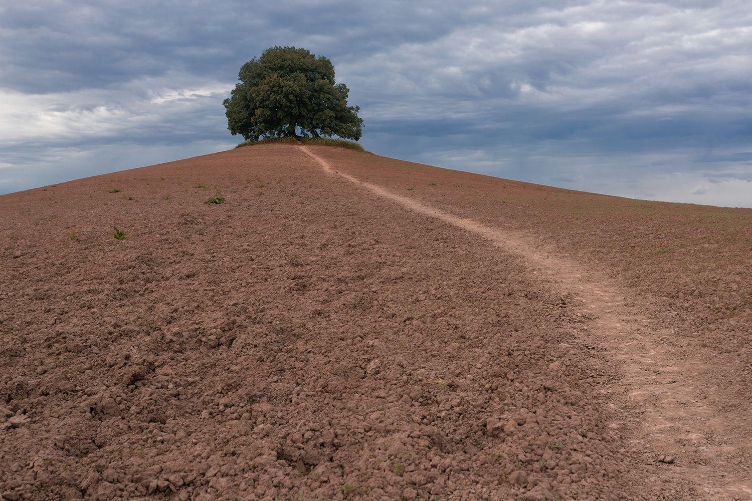 Lone Oak Tree - San Giovanni d'Asso, Italy, Italy