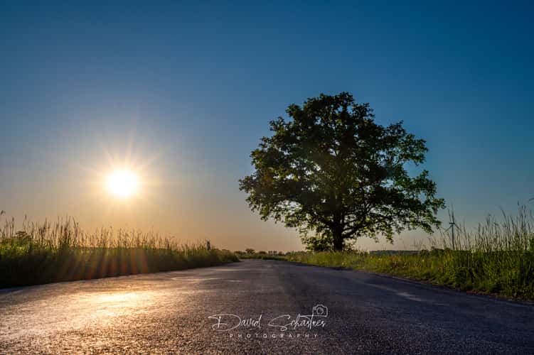 Lonely Tree