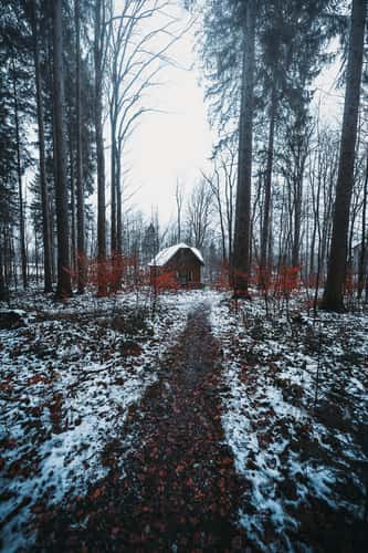 Lost Cabin in the Woods