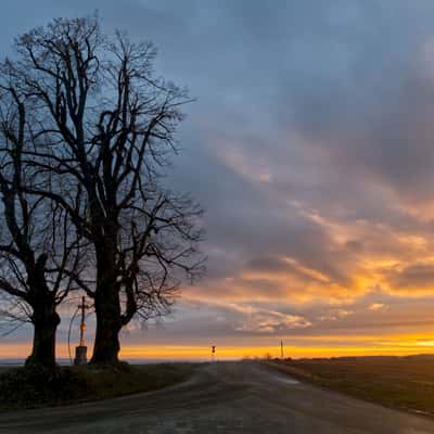 Memorial lime trees, sunrise, Czech Republic