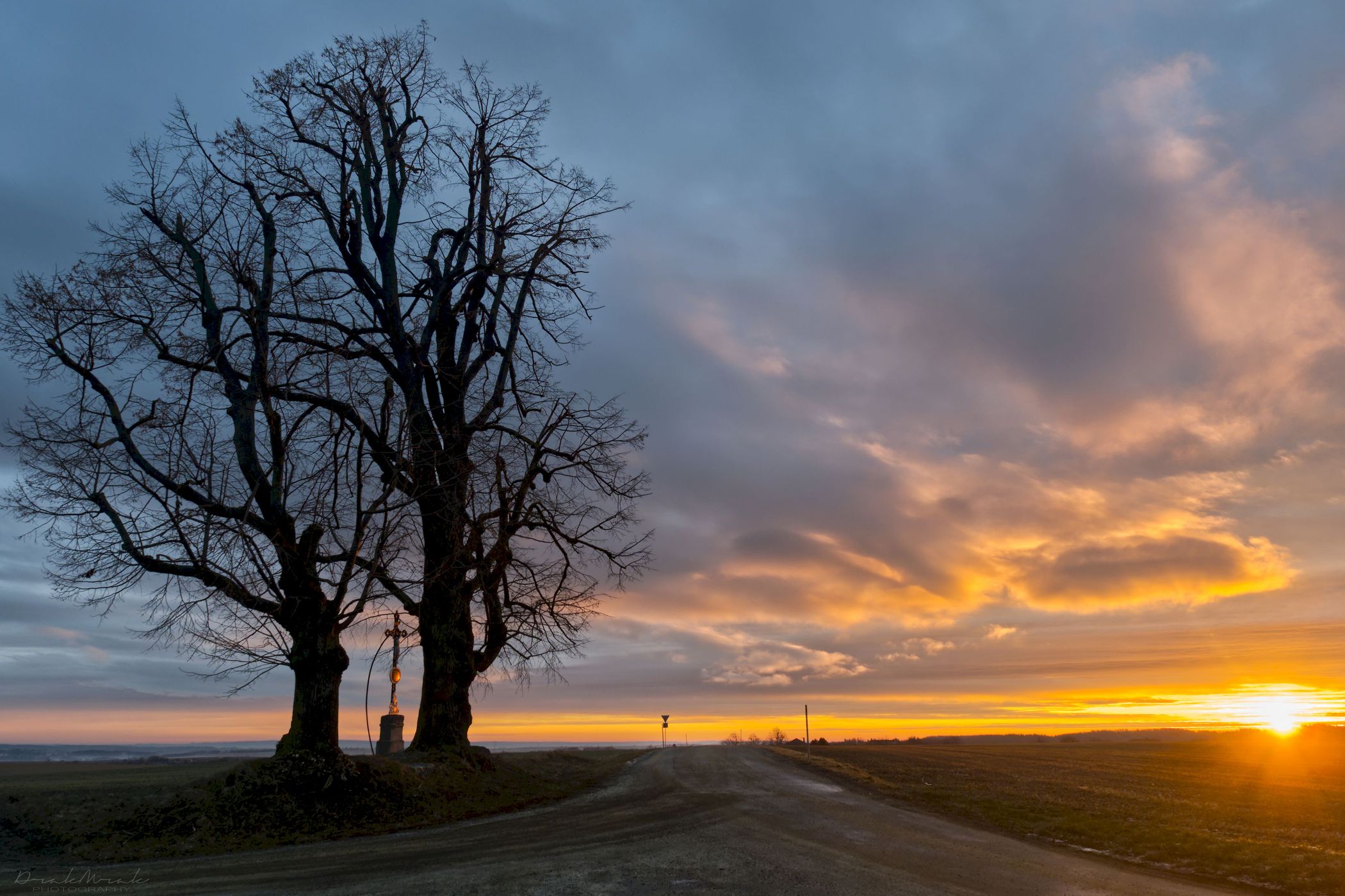 Memorial lime trees, sunrise, Czech Republic
