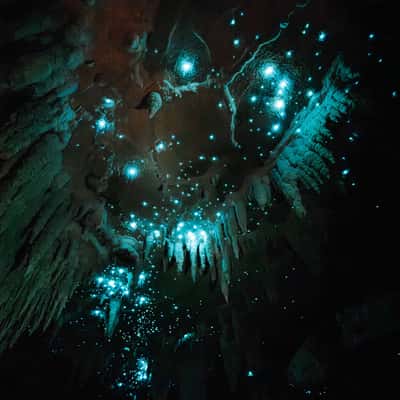 Milky Way Glow Worm Cave near Waipu, New Zealand
