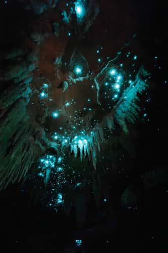 Milky Way Glow Worm Cave near Waipu