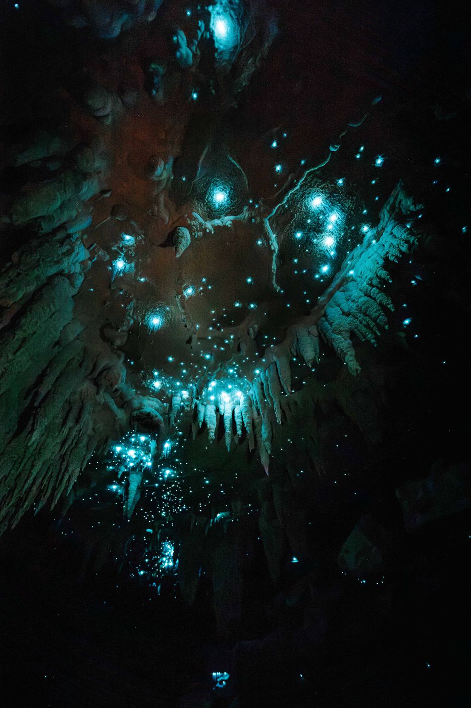 Milky Way Glow Worm Cave near Waipu, New Zealand