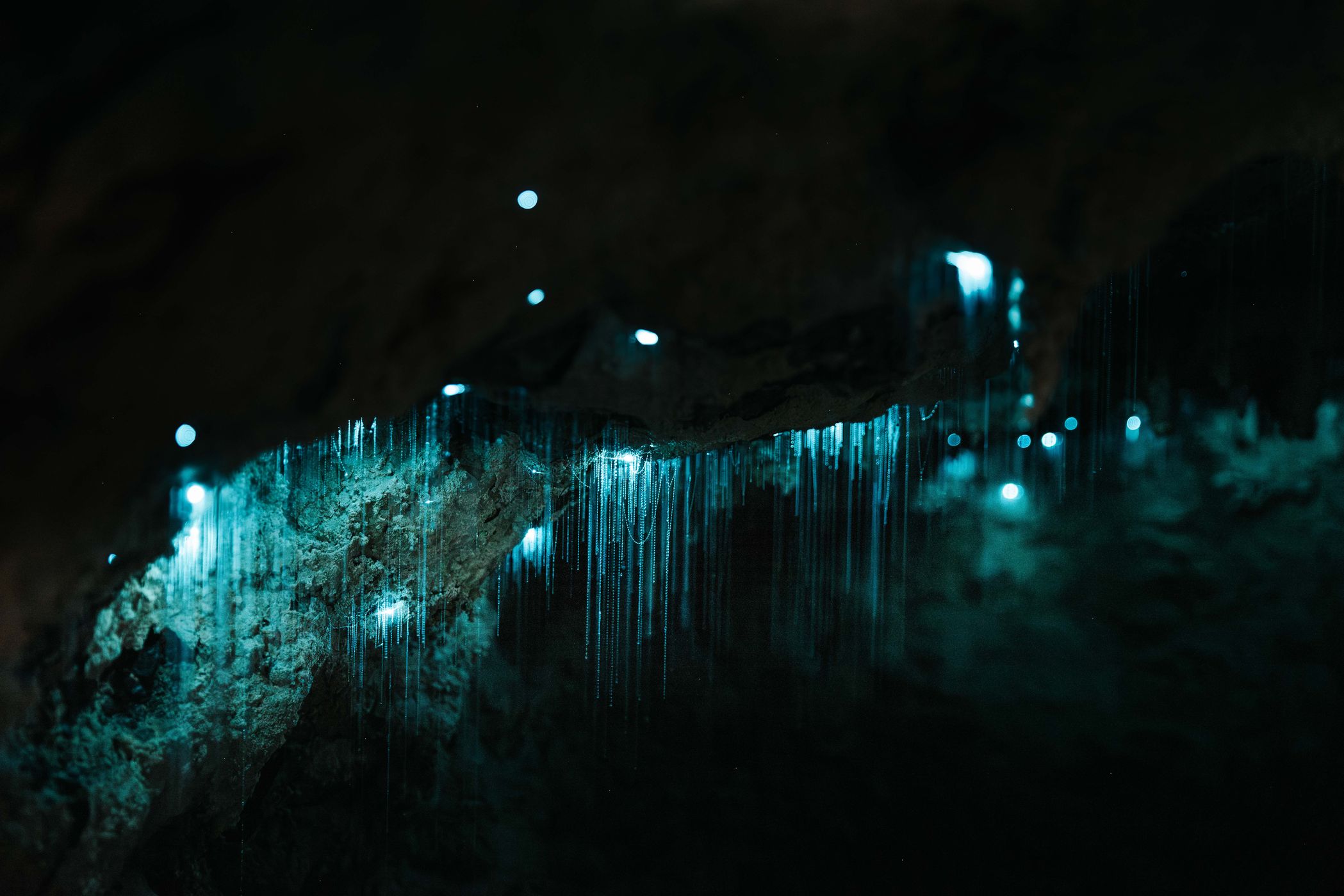 Milky Way Glow Worm Cave near Waipu, New Zealand