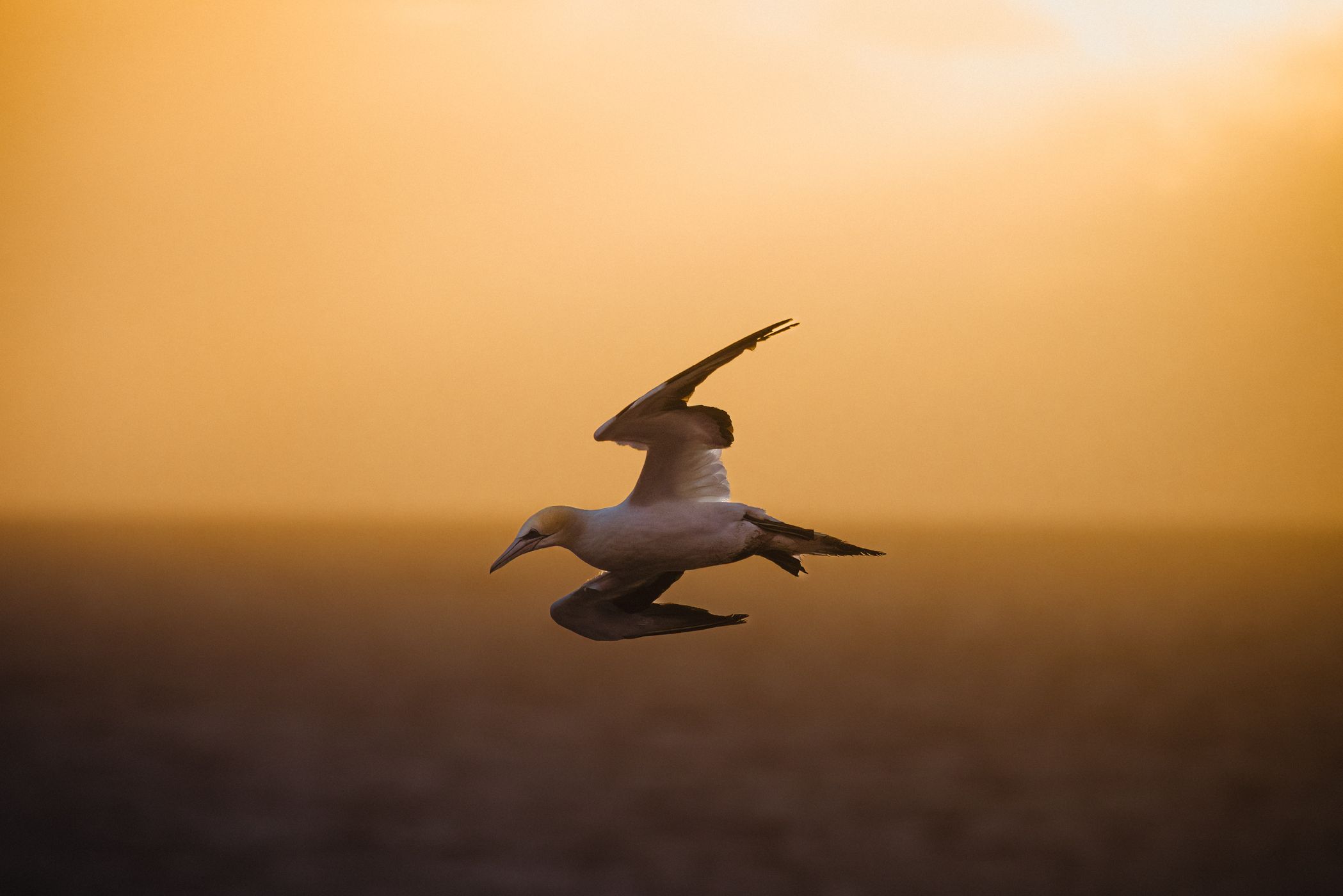Muriwai Gannet Colony, last viewing platform, New Zealand
