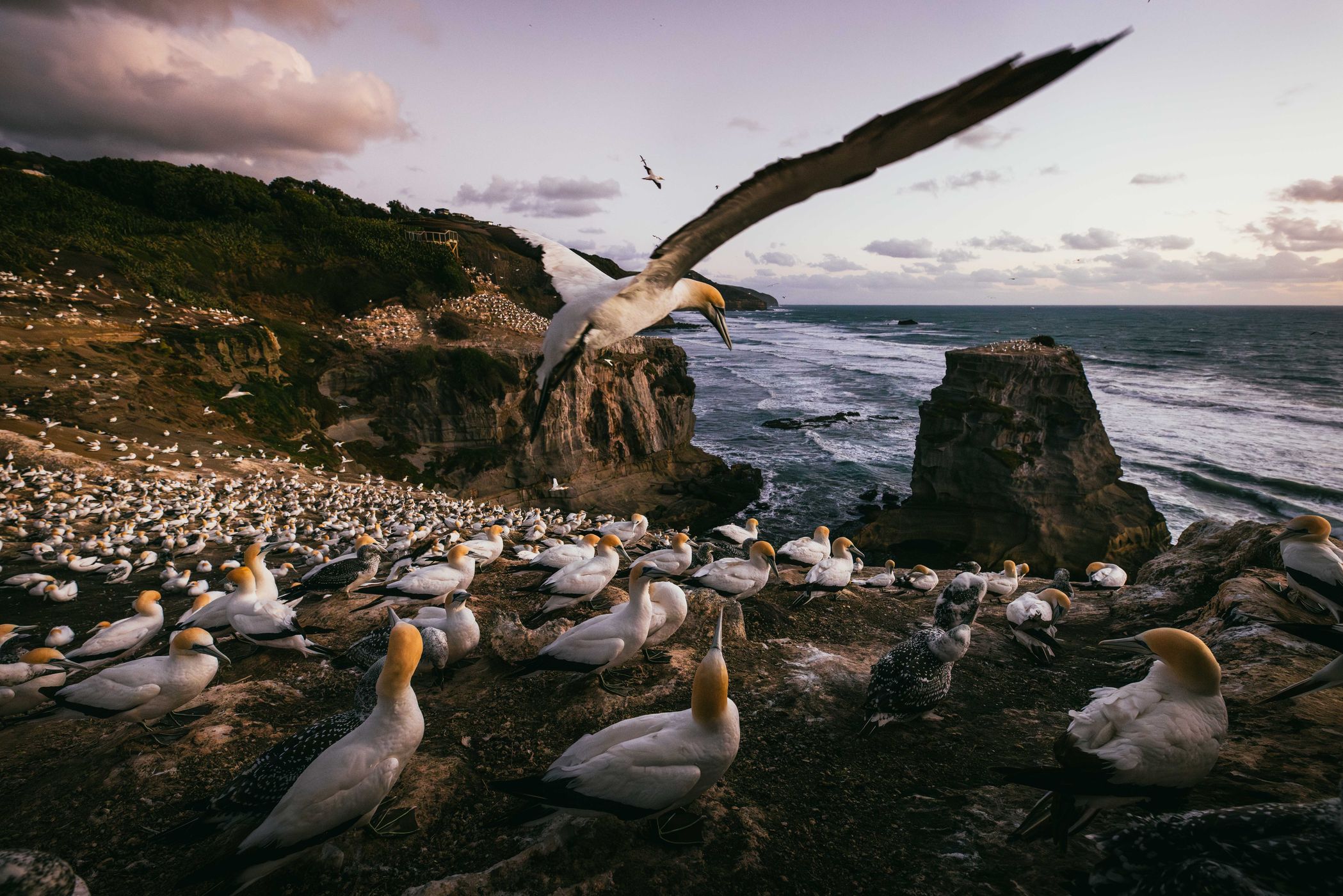 Muriwai Gannet Colony, last viewing platform, New Zealand