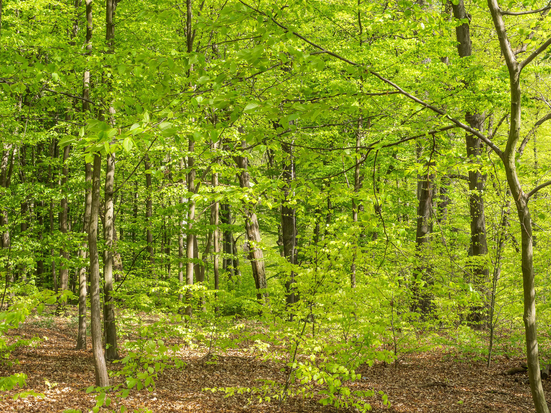 Muskau Park / Fürst Pückler Park, Poland