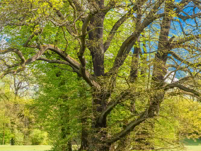 Muskau Park / Fürst Pückler Park