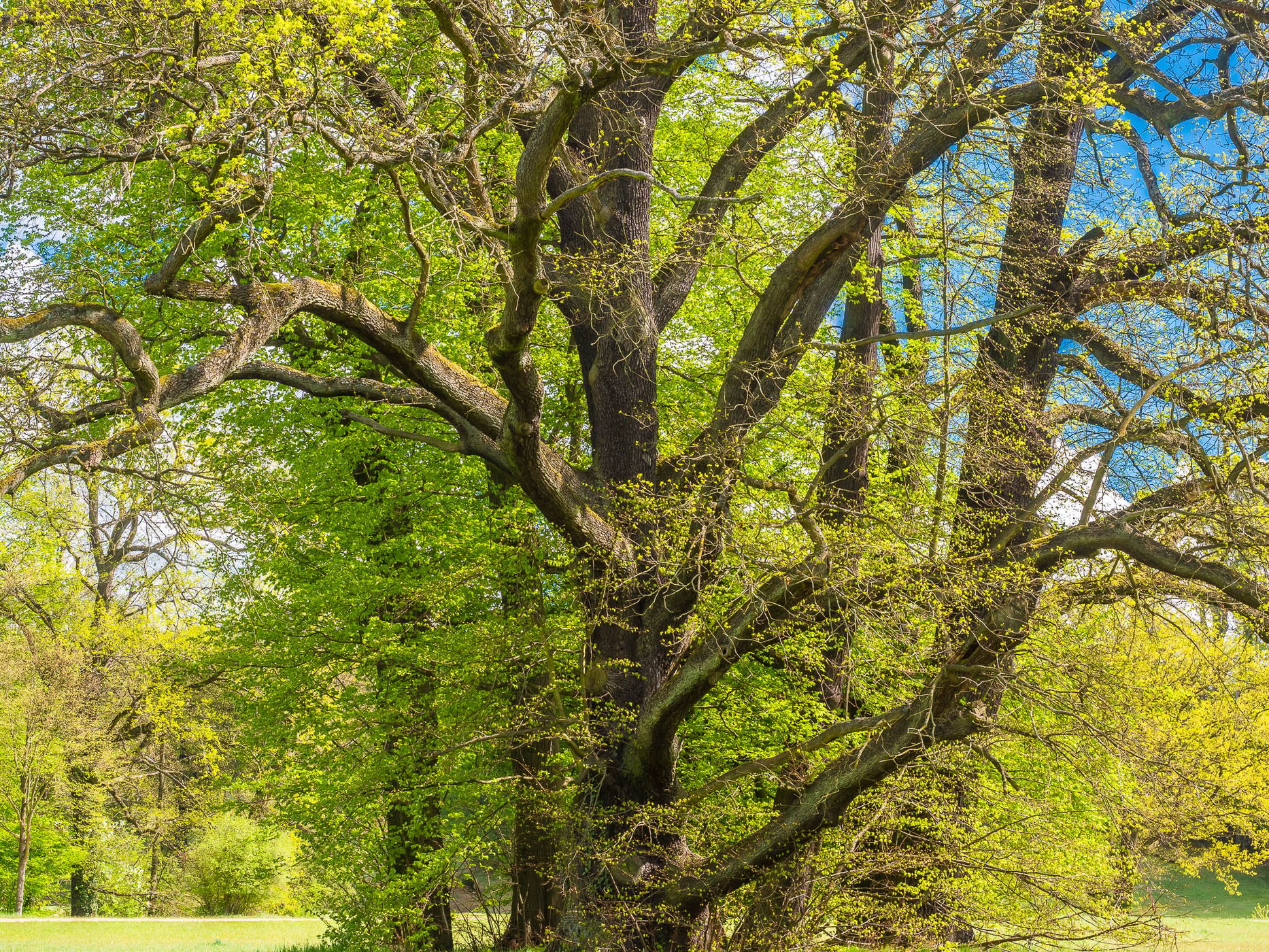 Muskau Park / Fürst Pückler Park, Poland