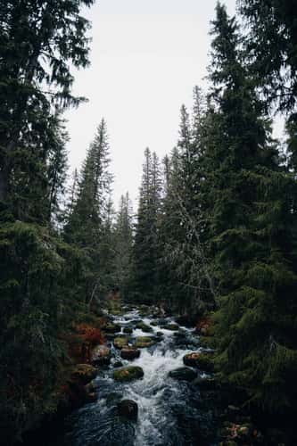 Njupesskär Waterfall, Fulufjället National Park