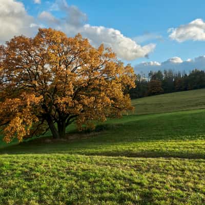 Oak near the 'Palečkův' mill, autumn mood, Czech Republic