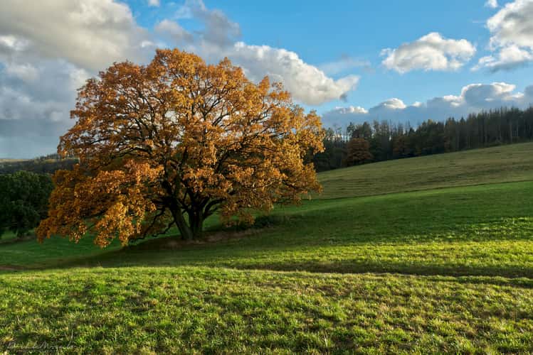 Oak near the 'Palečkův' mill, autumn mood