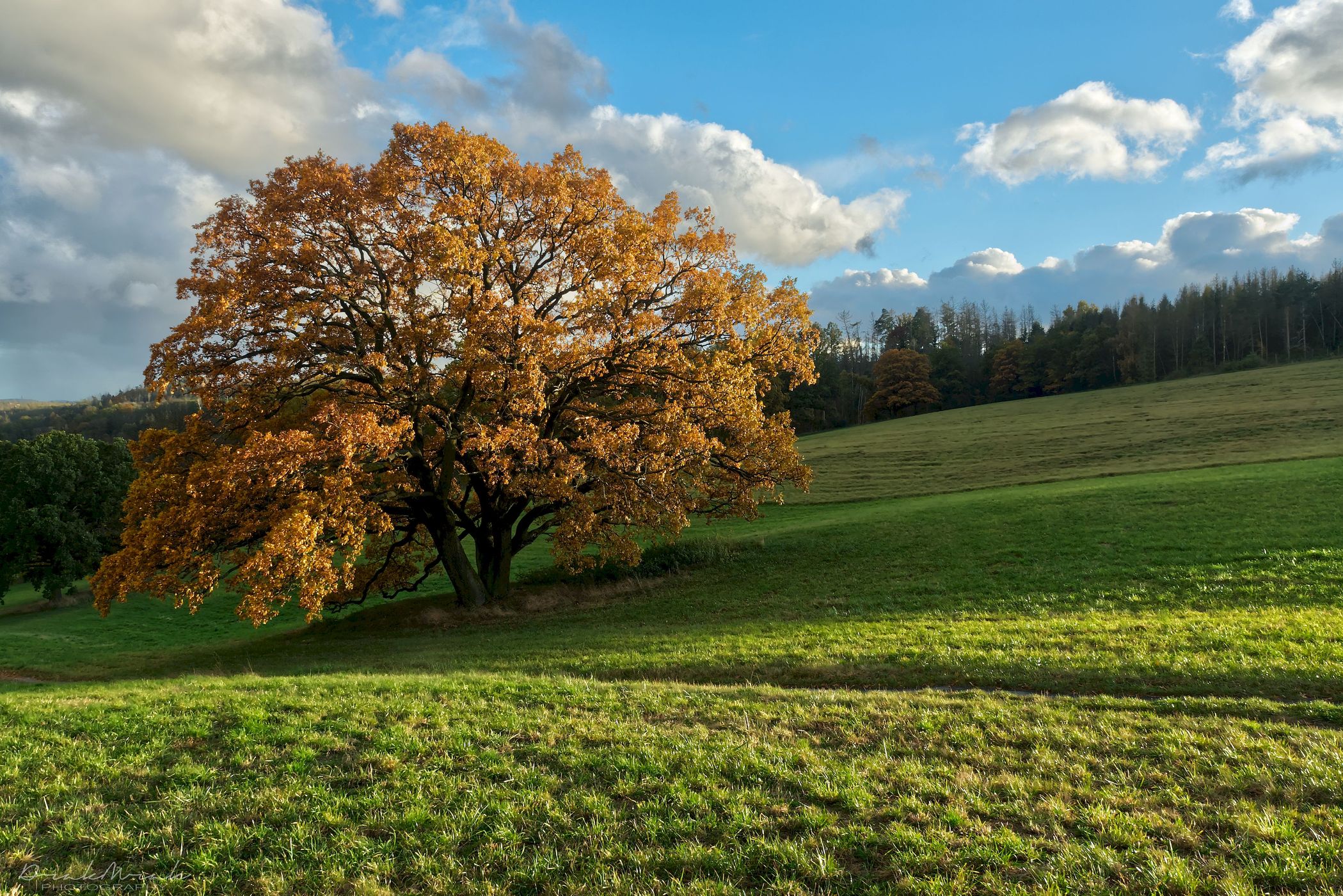 Oak near the 'Palečkův' Mill, Czech Republic