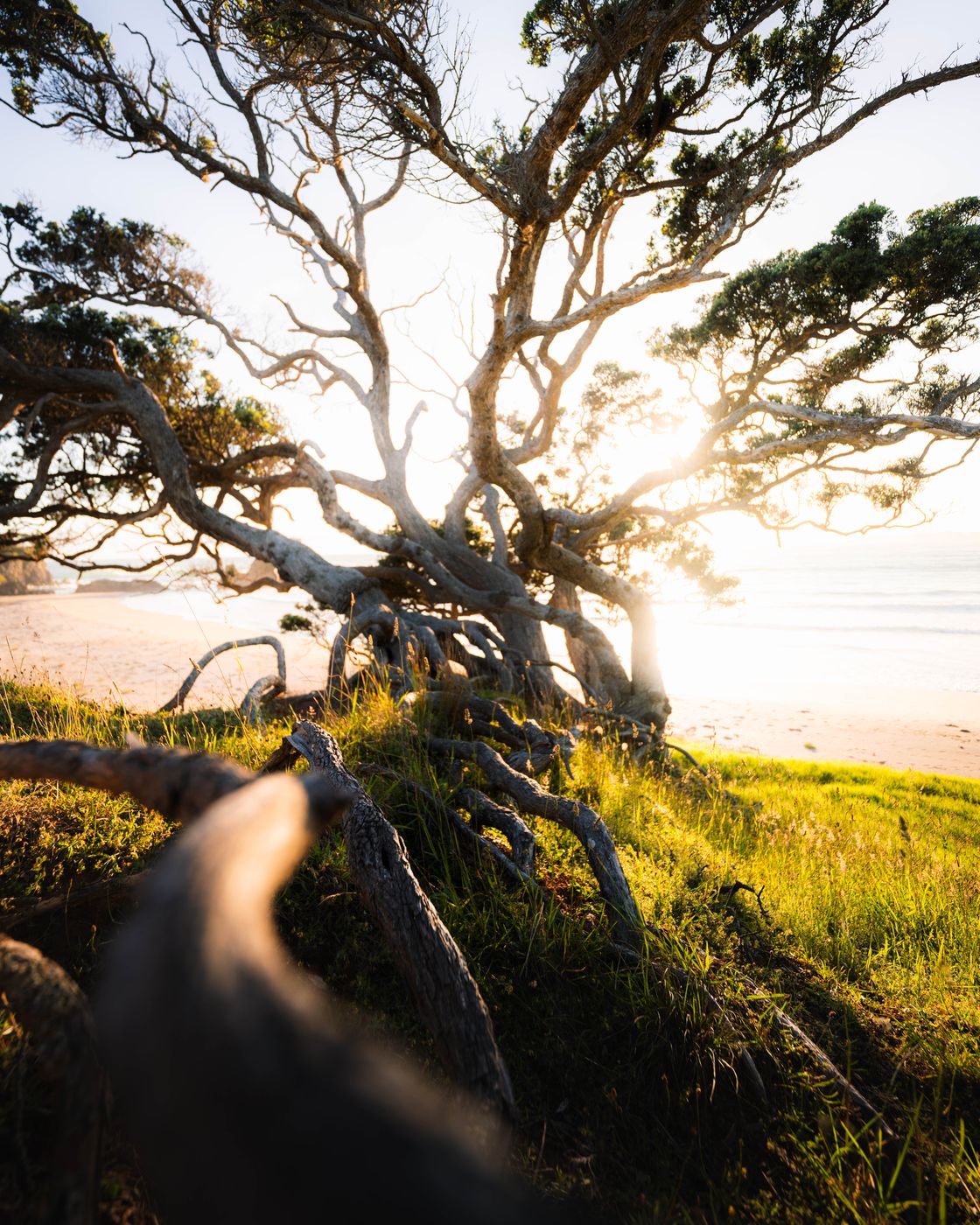 Old Tree Elliot Bay, New Zealand