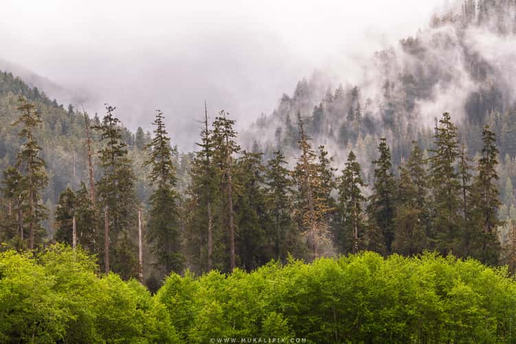 Olympic Mountain Viewpoint @ Hoh River
