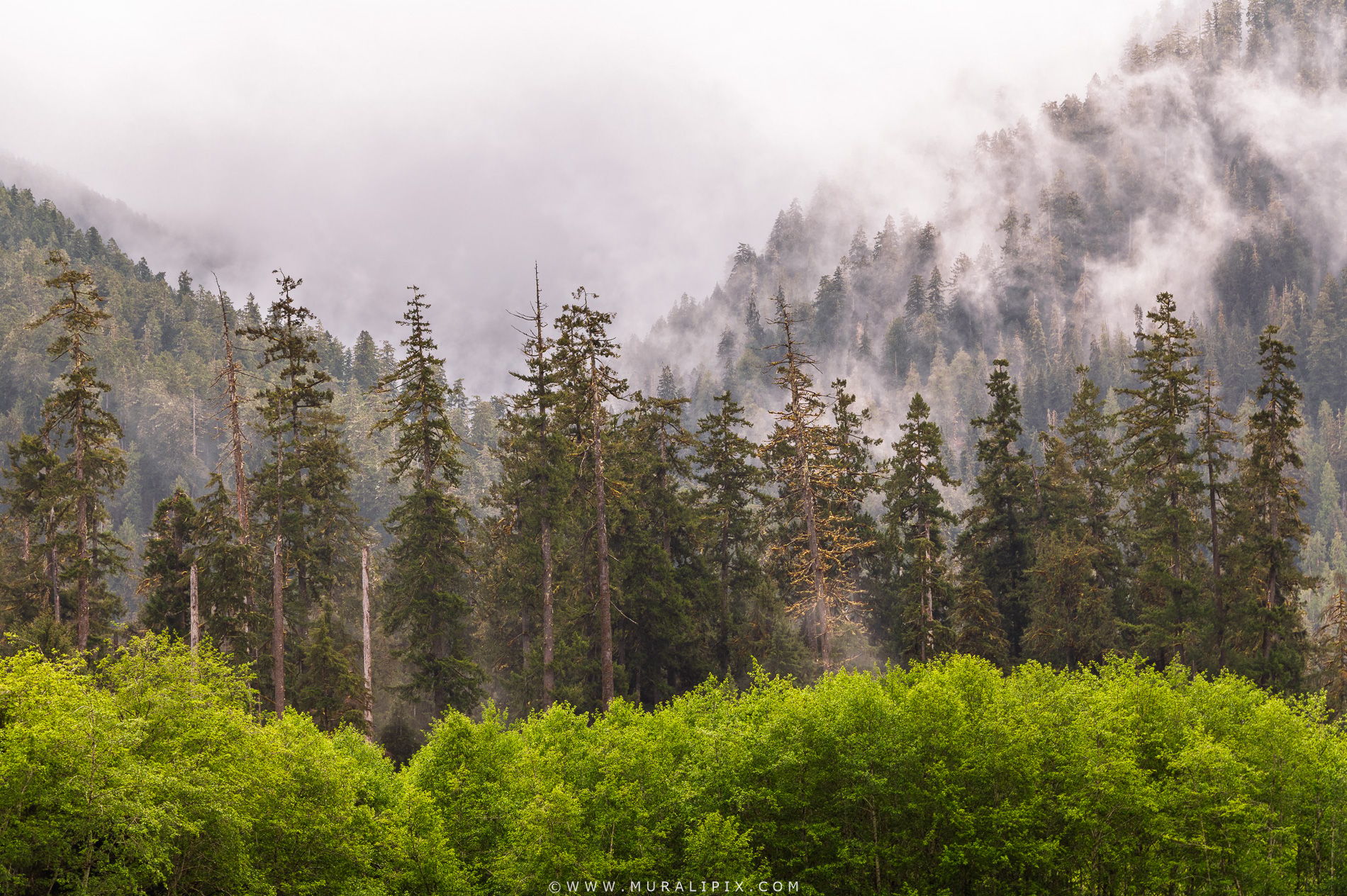Olympic Mountain Viewpoint @ Hoh River, USA