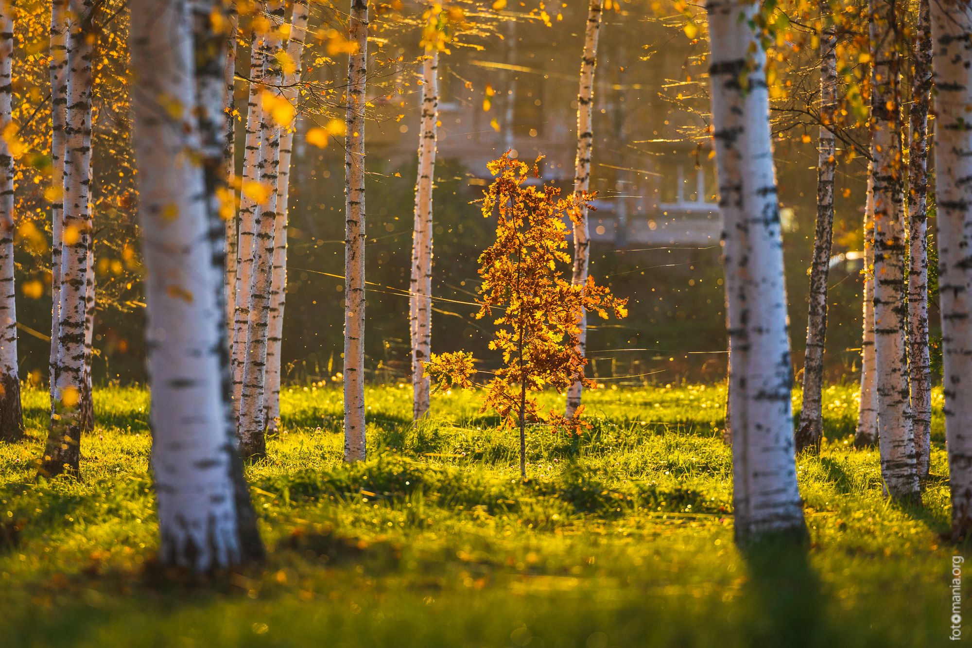 Park of Maryino manor house, Russian Federation