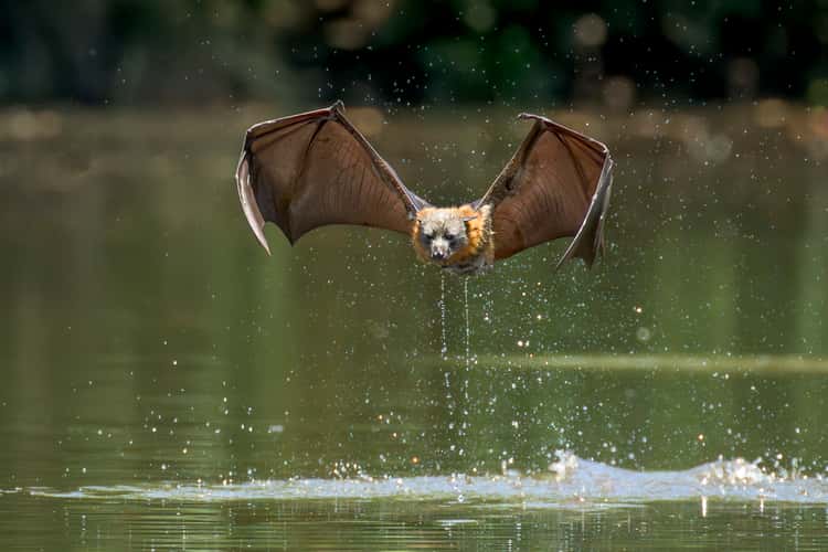 Parramatta Bats