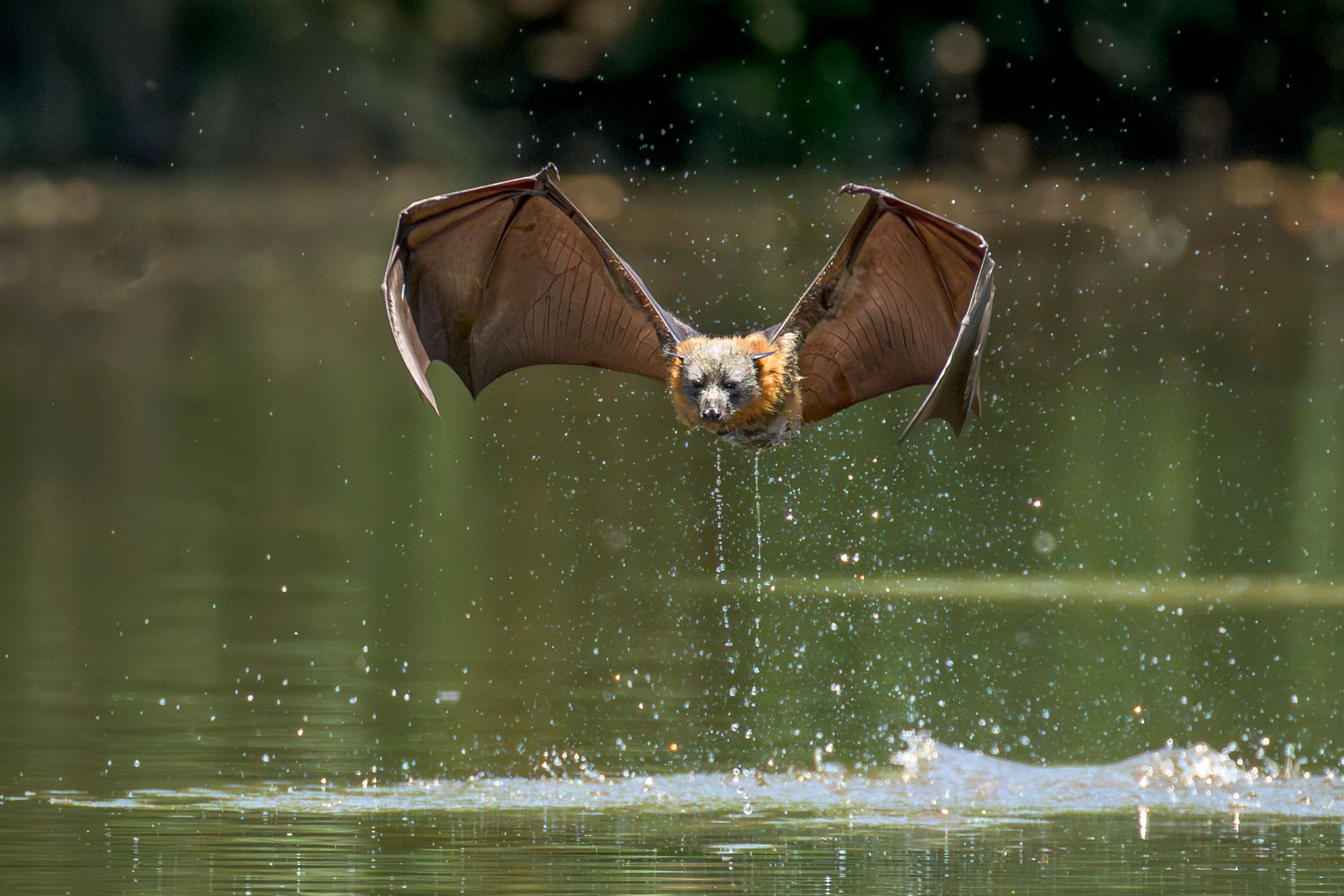 Parramatta Bats, Australia