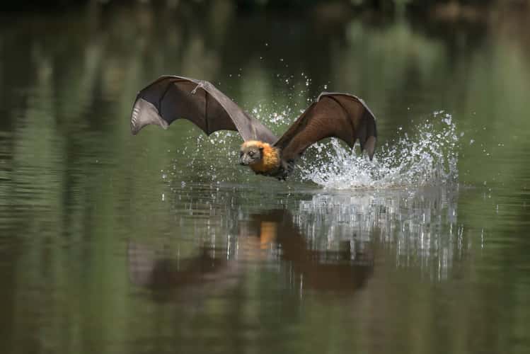 Parramatta Bats