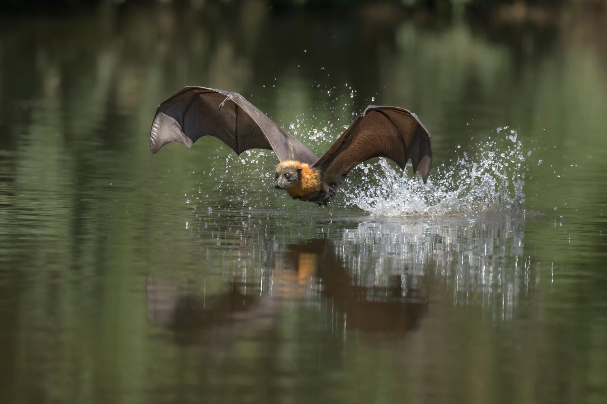 Parramatta Bats, Australia