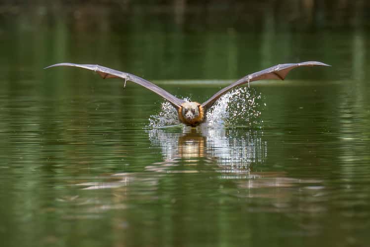 Parramatta Bats