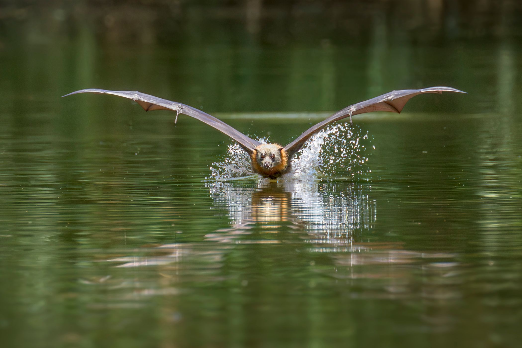 Parramatta Bats, Australia