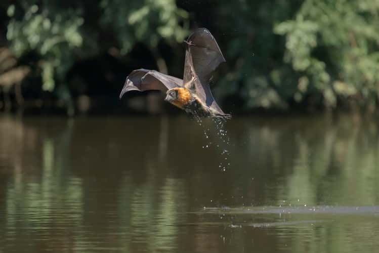 Parramatta Bats
