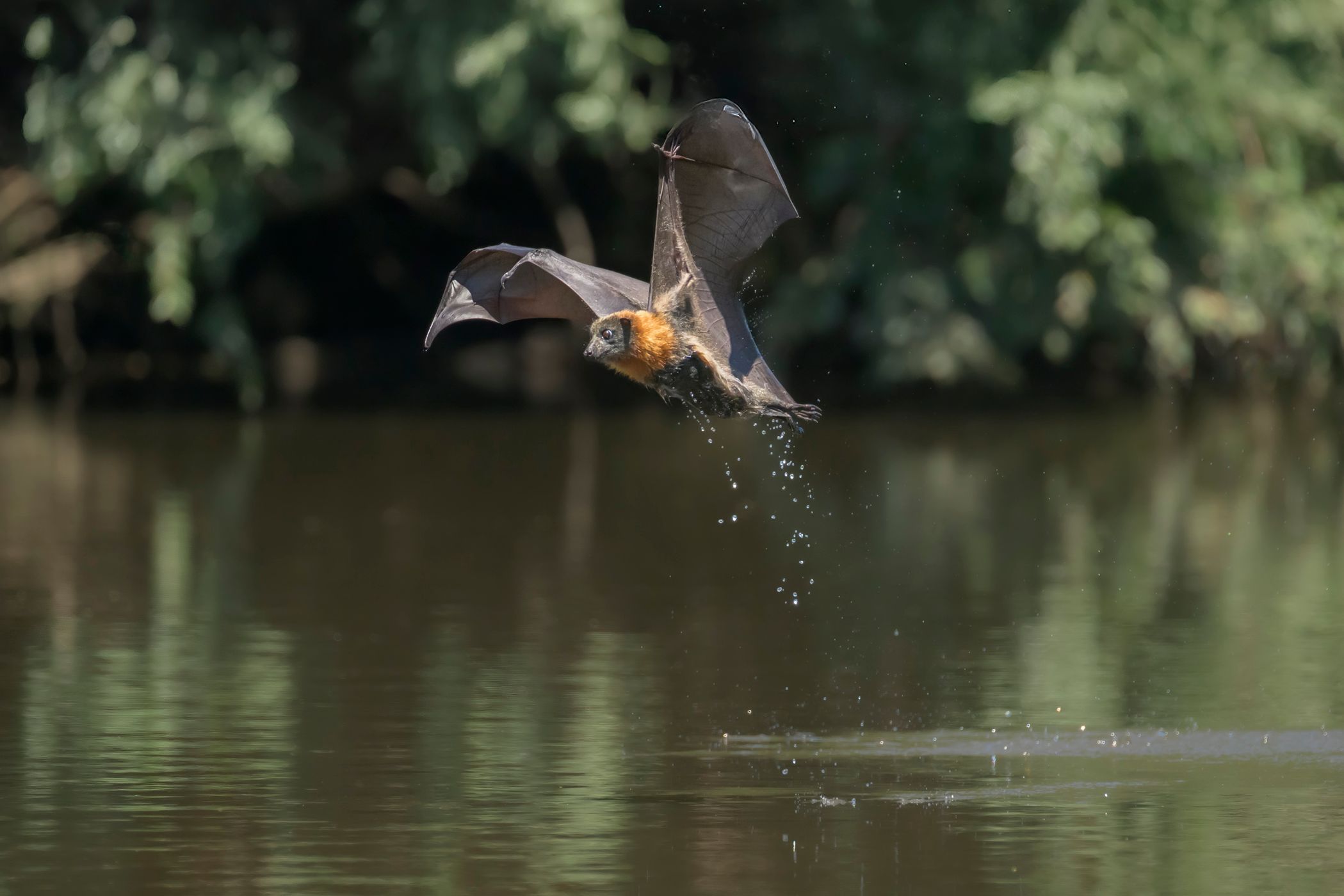 Parramatta Bats, Australia
