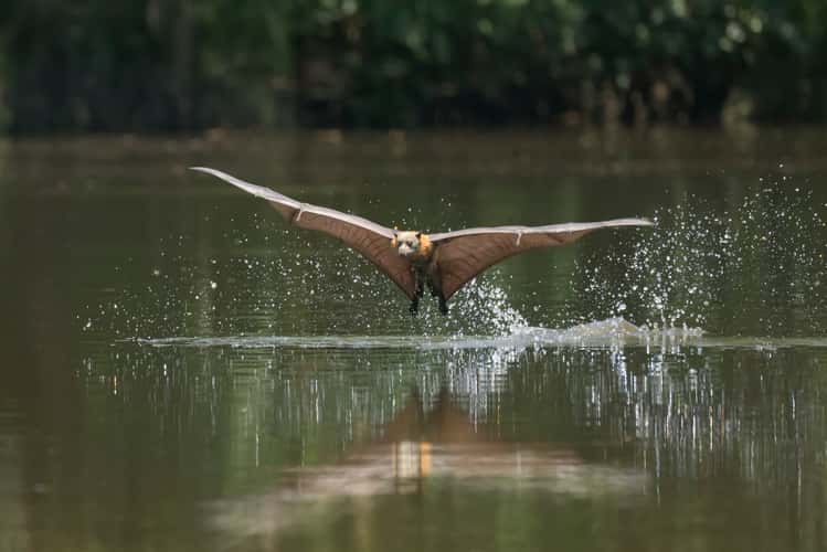 Parramatta Bats