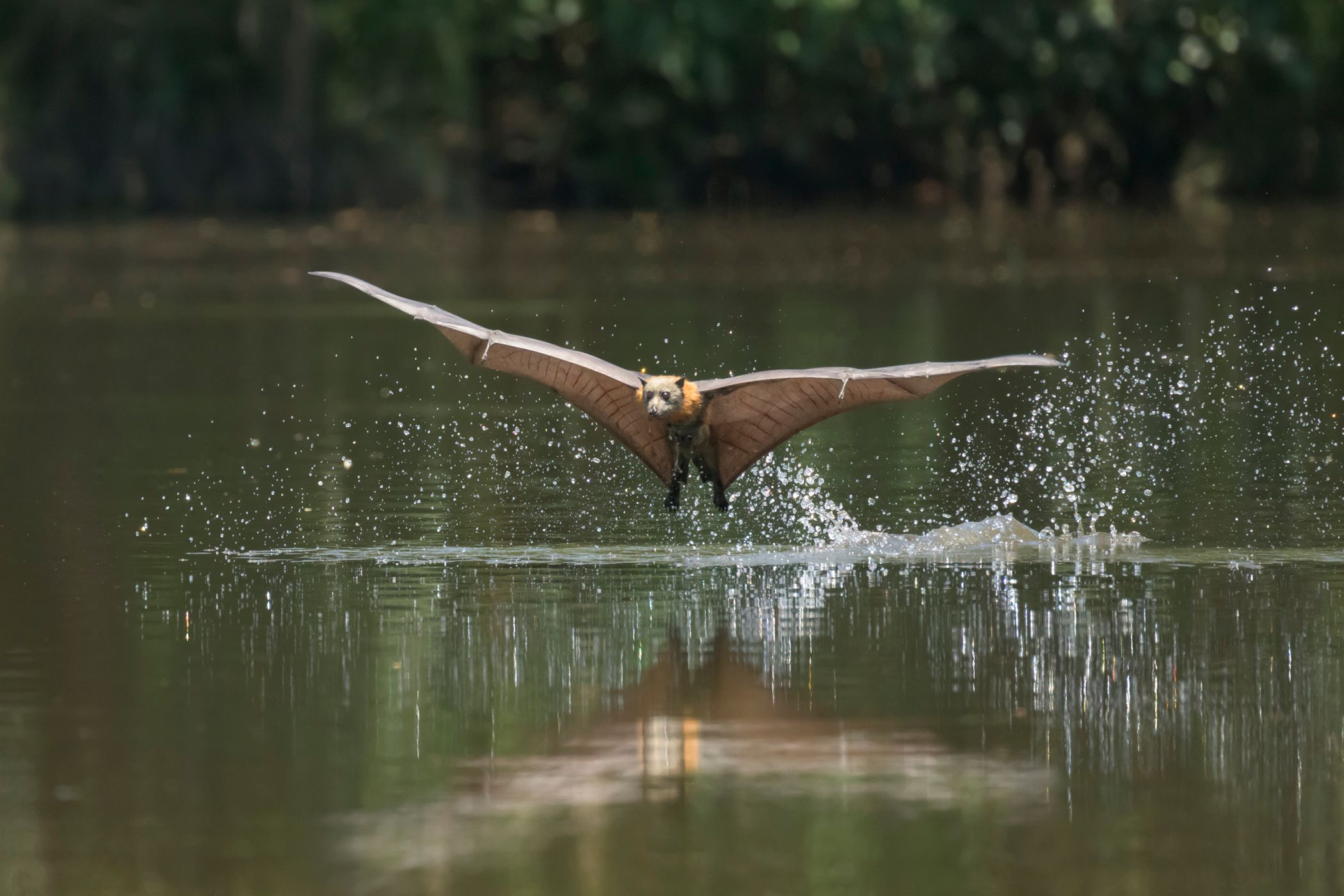 Parramatta Bats, Australia