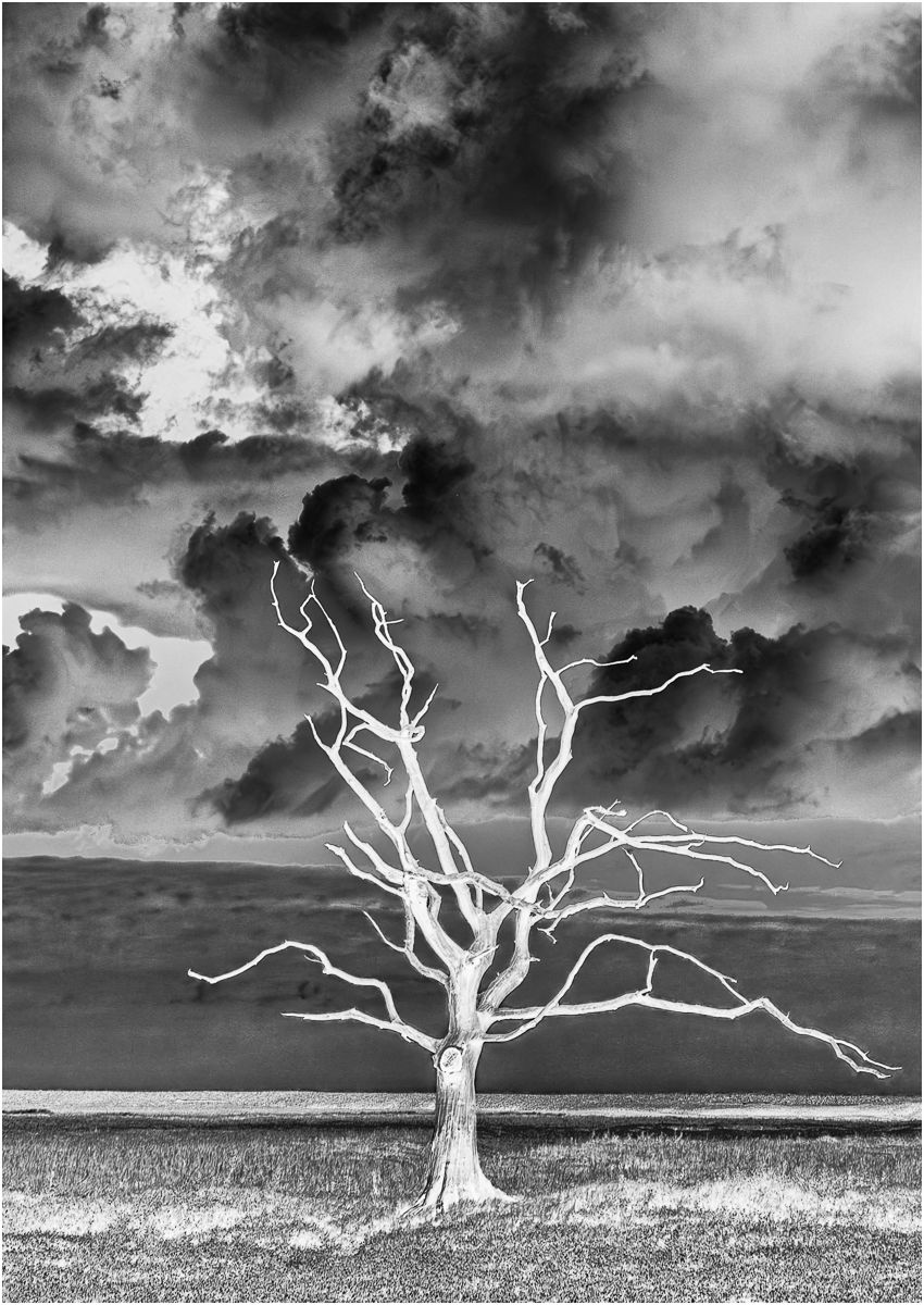 Petrified tree on Porlock Marsh, United Kingdom