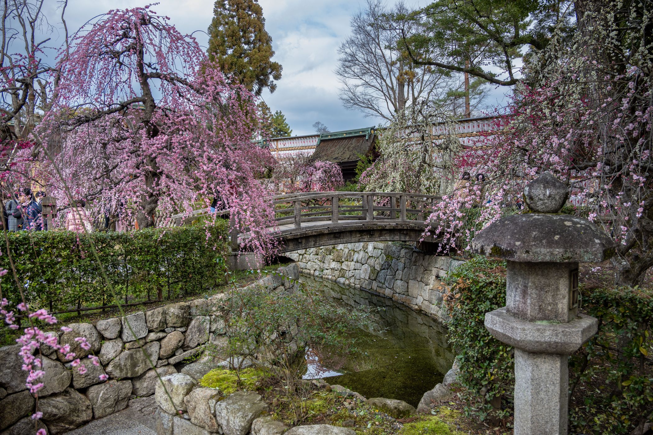 Plum Blossoms, Japan