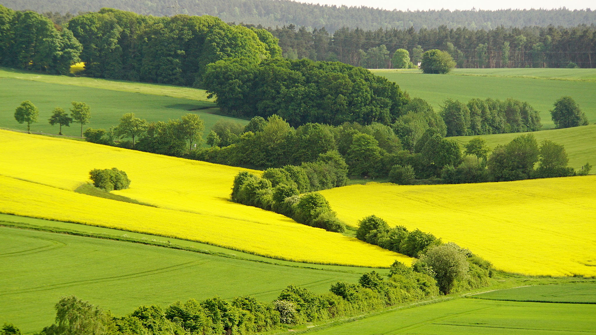 Rapeseed in the Eifel, Germany