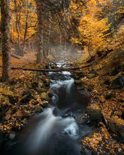 Ravennaschlucht, Black Forest