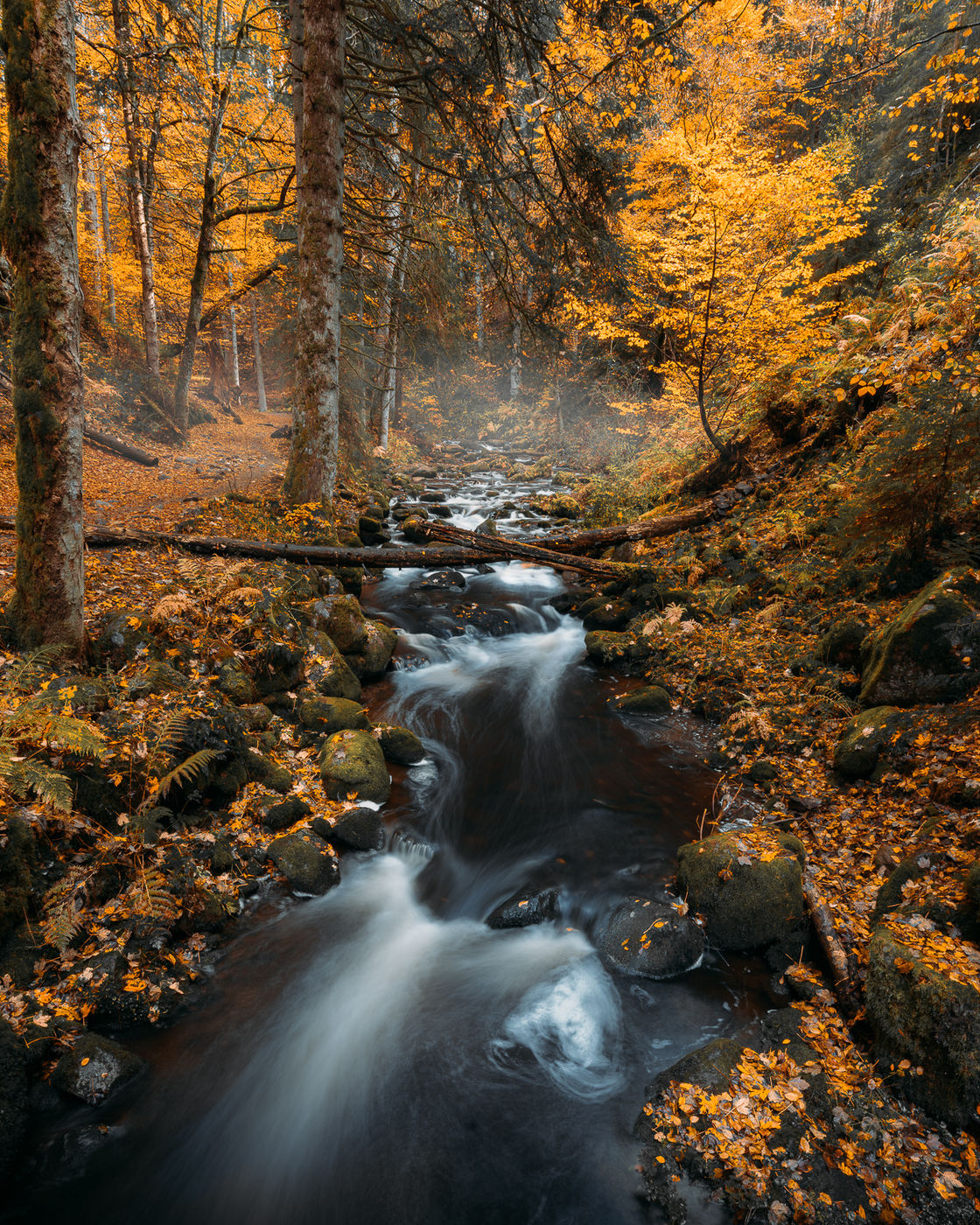 Ravennaschlucht, Black Forest, Germany