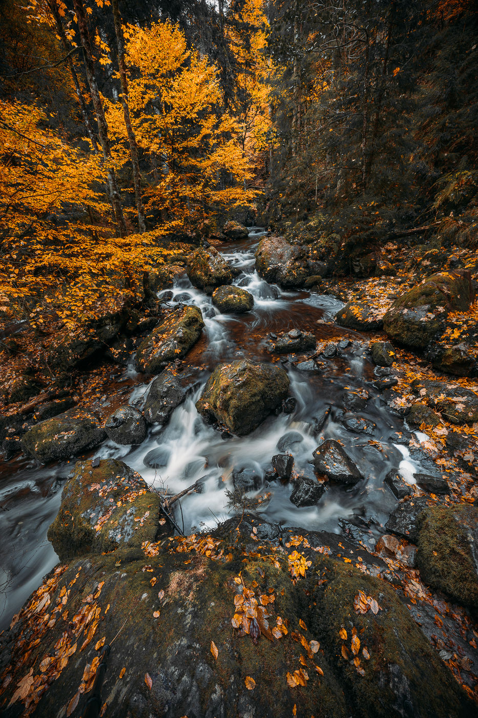 Ravennaschlucht, Black Forest, Germany