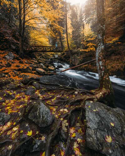 Ravennaschlucht, Black Forest