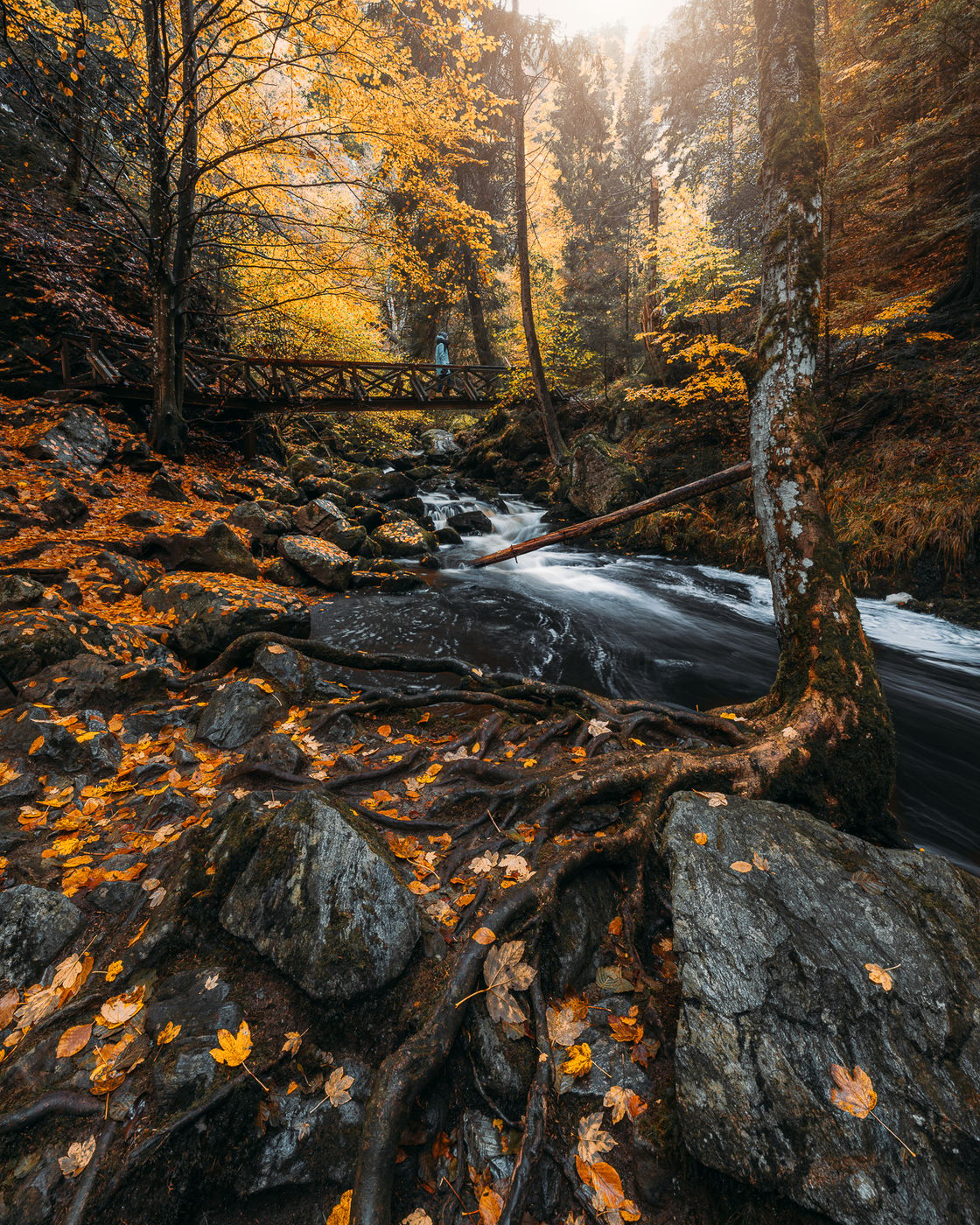 Ravennaschlucht, Black Forest, Germany