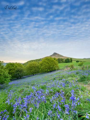 Roseberry topping bluebells