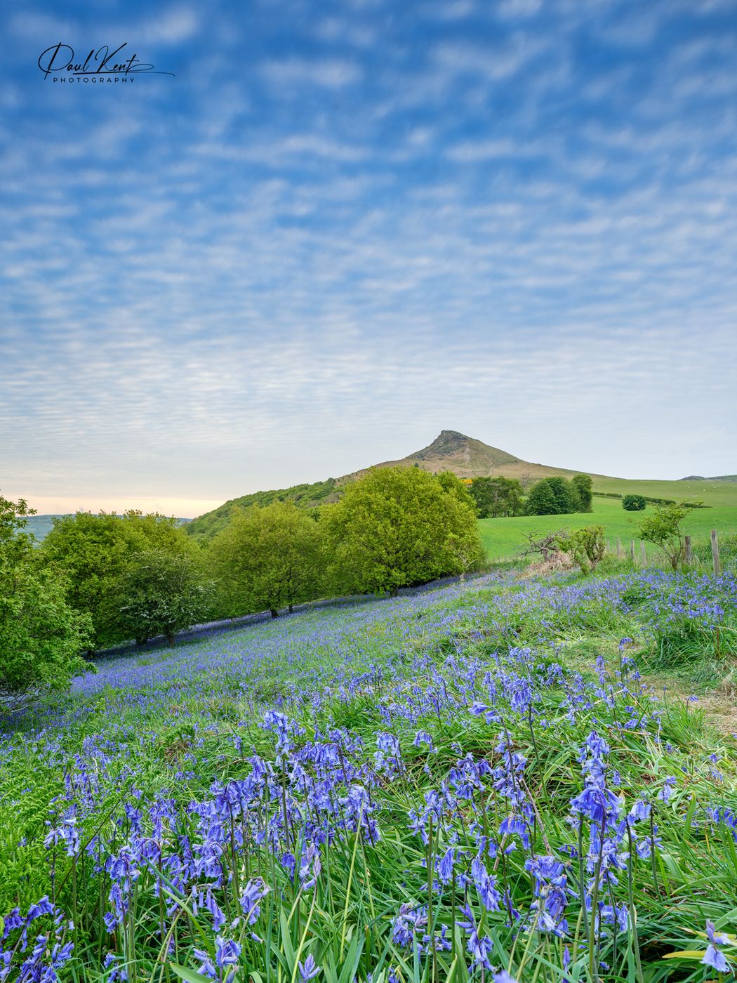 Roseberry topping bluebells, United Kingdom