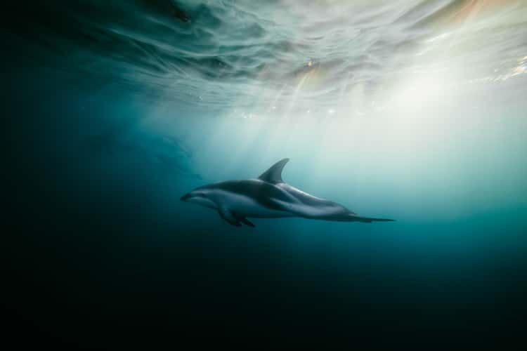 Snorkeling with Dusky Dolphins, Goose Bay