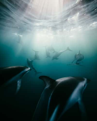 Snorkeling with Dusky Dolphins, Goose Bay
