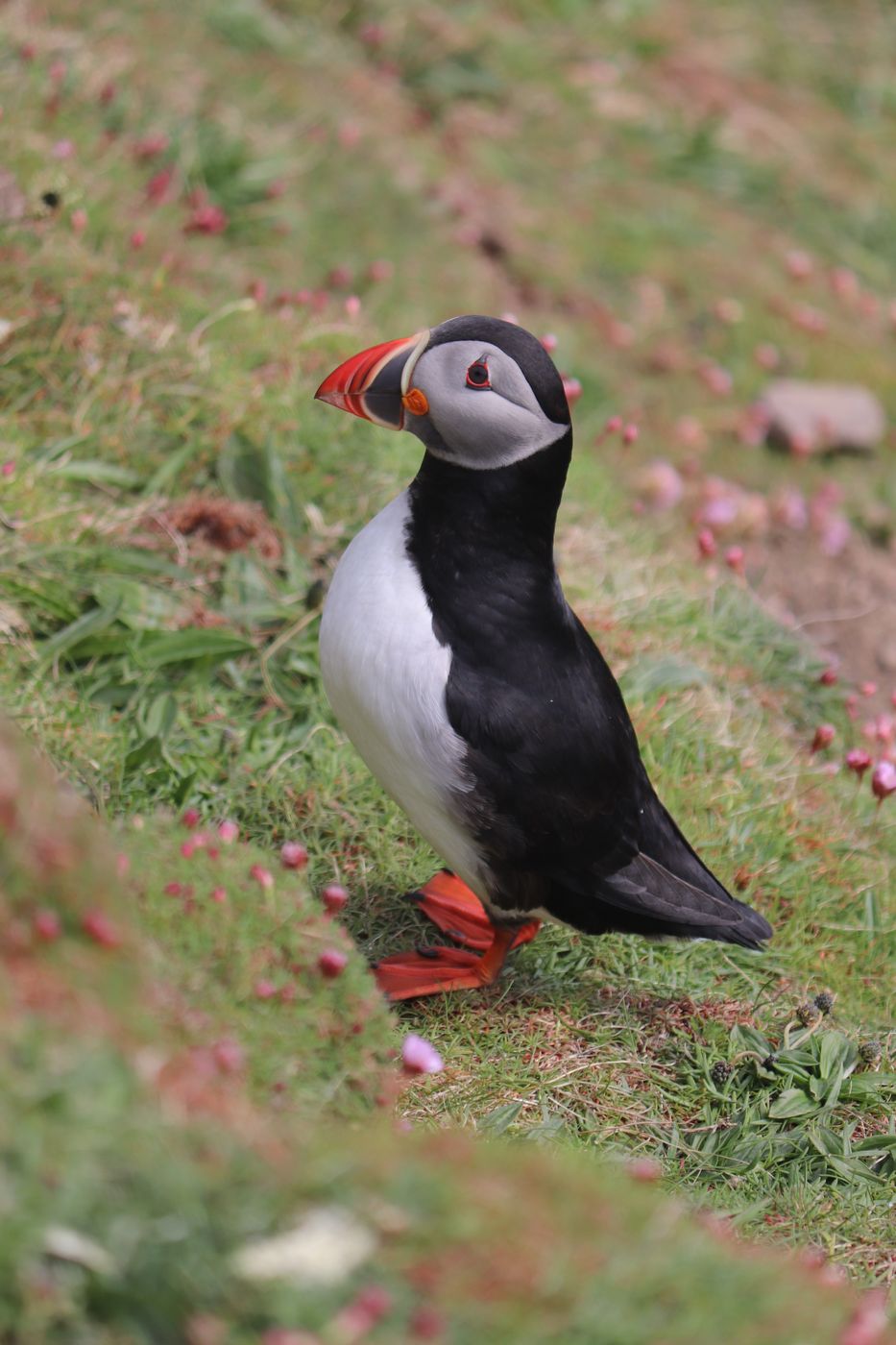 Sumburgh Head, United Kingdom