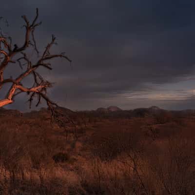Catalina State Park, Arizona, USA