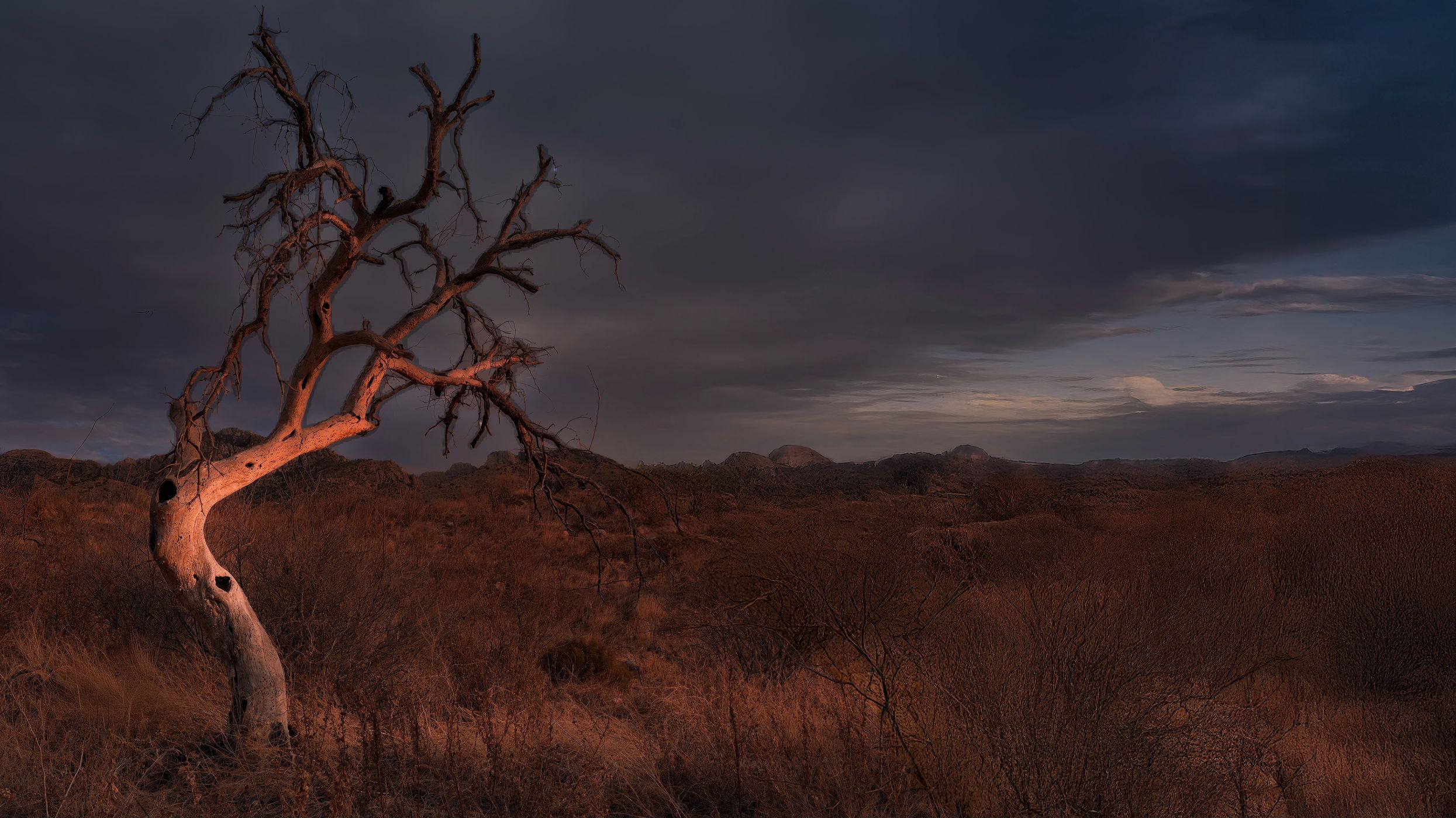 Catalina State Park, Arizona, USA