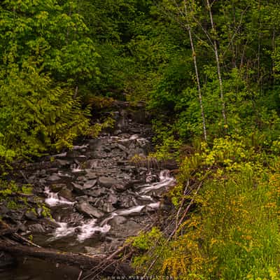 Tower Creek @ Hoh Rainforest, USA